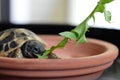 Small HermannÃâs Tortoise eats plant outside Royalty Free Stock Photo